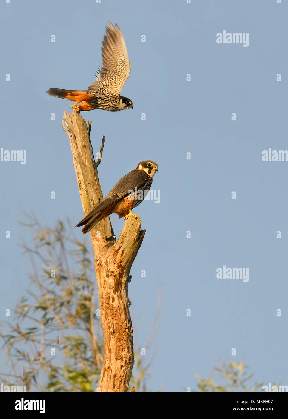 Eurasian Hobby (Falco subbuteo), delta du Danube, Roumanie Banque D'Images