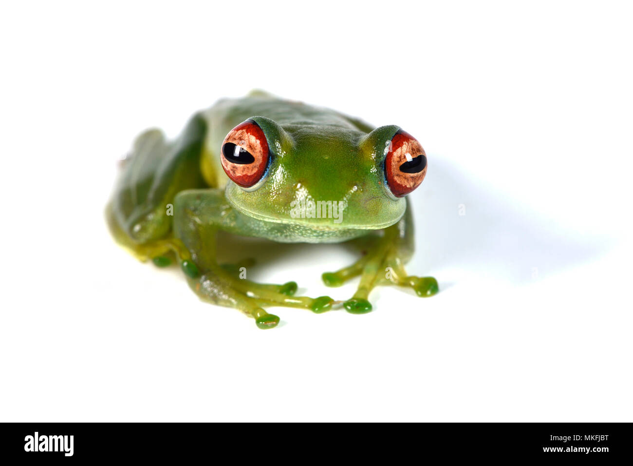 Ankafana grenouille aux yeux brillants (Boophis luteus) sur fond blanc, Andasibe, Perinet, Région Alaotra-Mangoro, Madagascar Banque D'Images