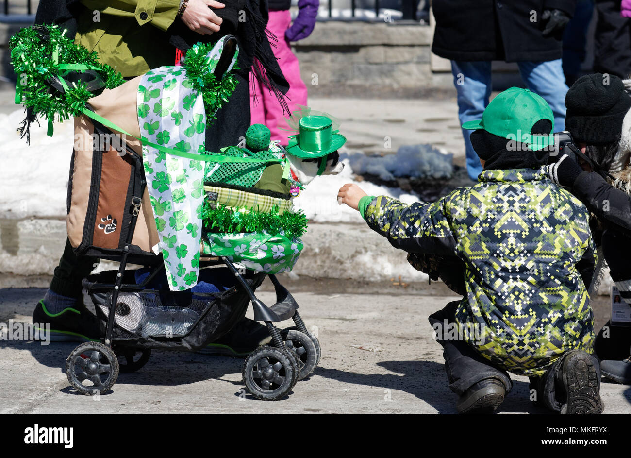 Un petit chien portant chapeau vert émeraude dans une poussette à Montréal's parade de la St Patrick Banque D'Images