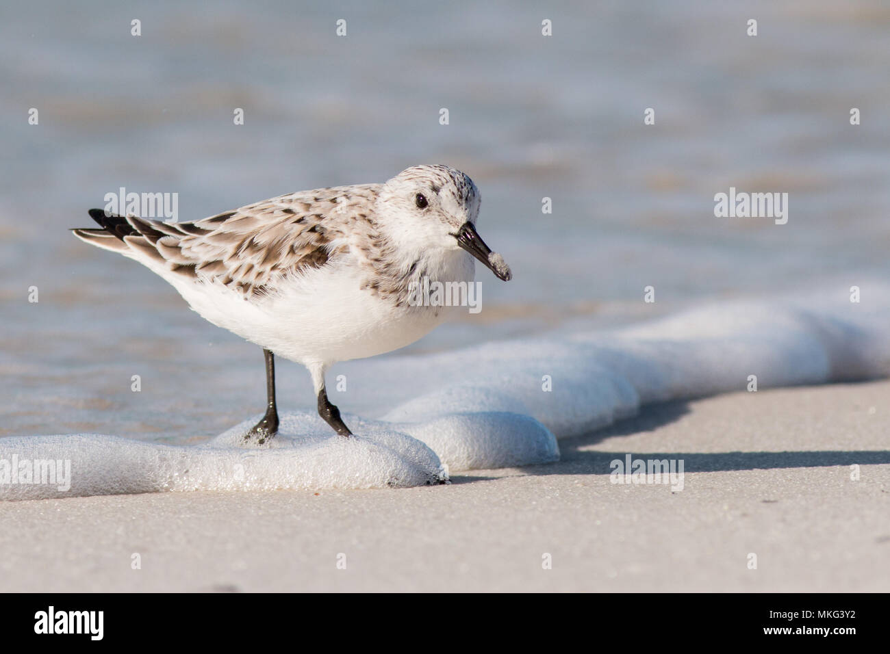 Bécasseau sanderling (Calidris alba) marche sur une plage de Floride. Banque D'Images