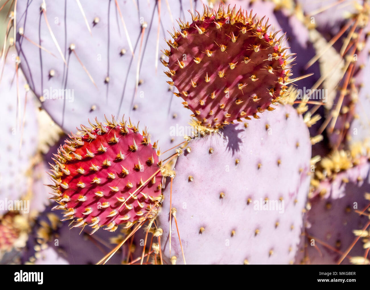 Pourpre prickly pear Banque D'Images