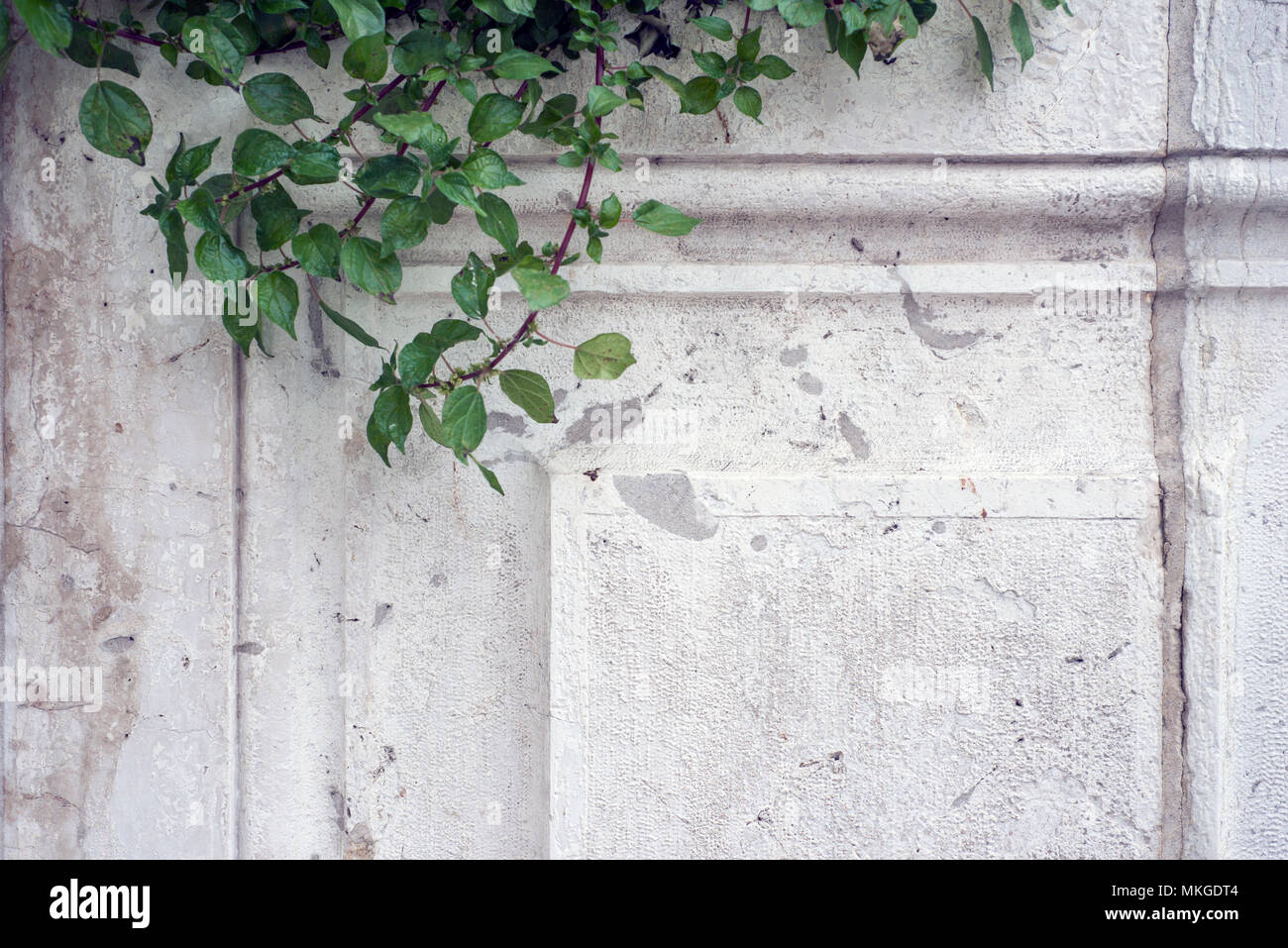 Ancien mur de fond avec des branches de plantes vertes de Venise, Italie Banque D'Images Ancien mur de fond avec des branches de plantes vertes de Venise, Italie Banque D'Images