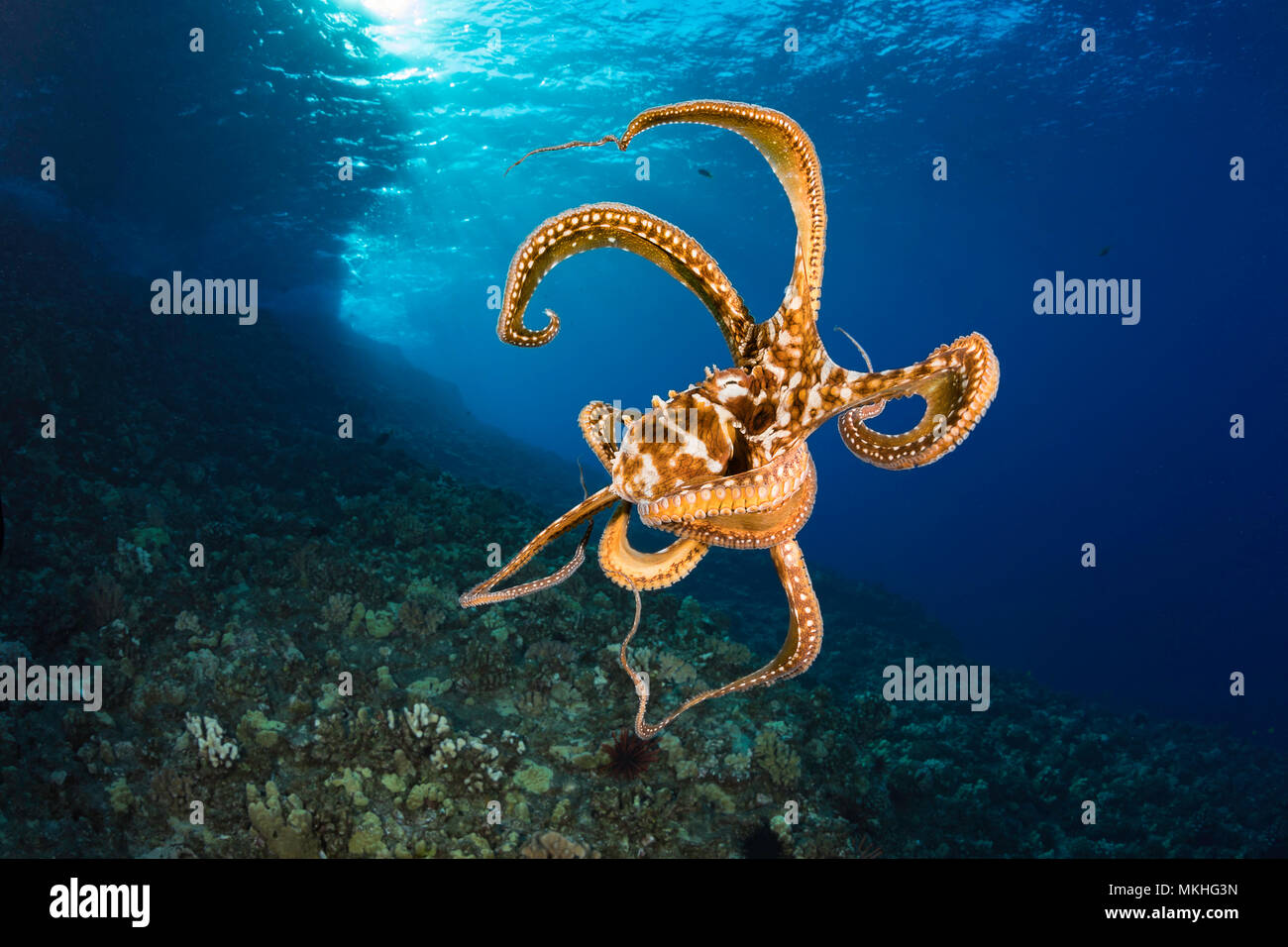 Octopus Octopus cyanea, jour, au milieu de l'eau, Hawaii. Banque D'Images