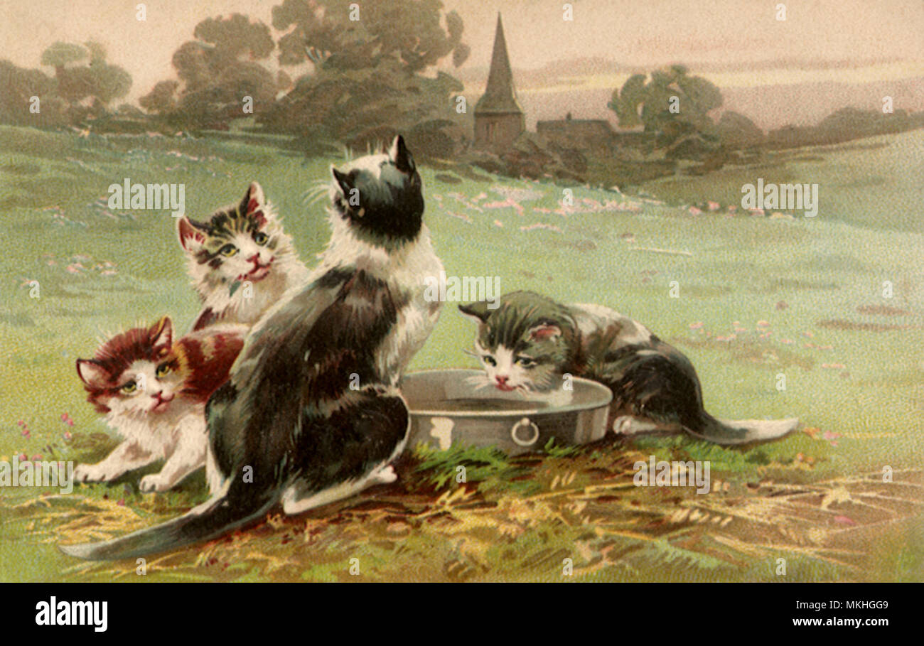 Quatre Chatons et Pan Banque D'Images