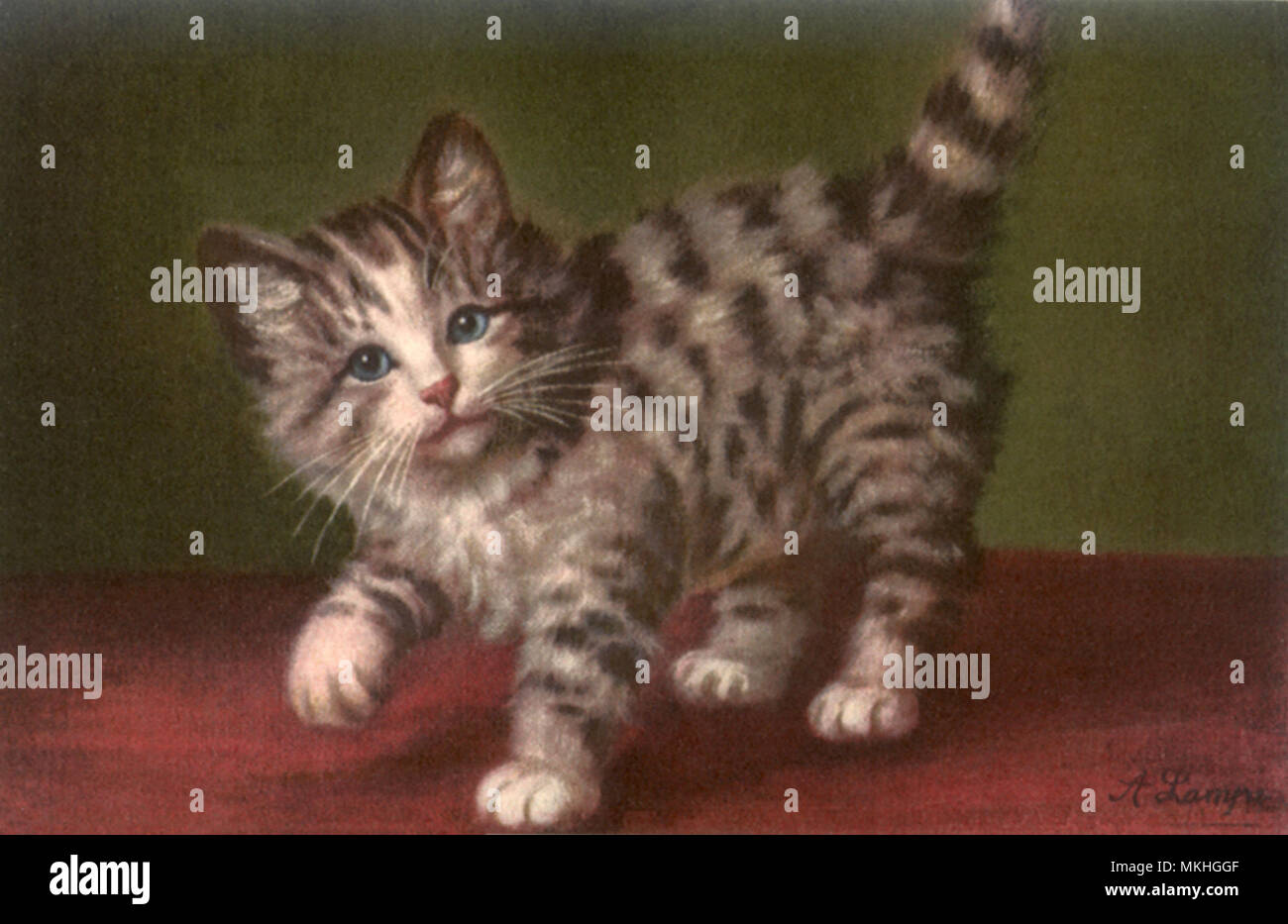 Chaton avec patte avant droite soulevé Banque D'Images
