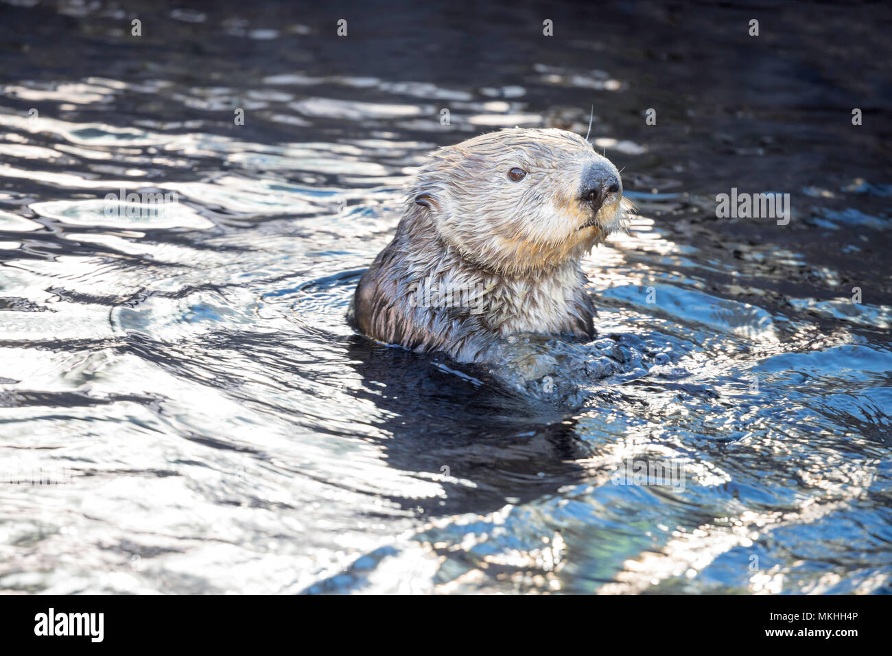 En Californie, la loutre de mer (Enhydra lutris), Monterey, CA. USA. Banque D'Images