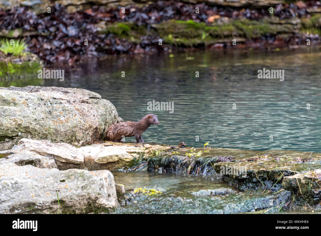Un mignon bébé mink passe sur l'un des pierres sur une petite chute dans un fluide en petite rivière ou Creek Canyon Cornouiller à Nature Park près de Branson, Missouri, USA. Banque D'Images