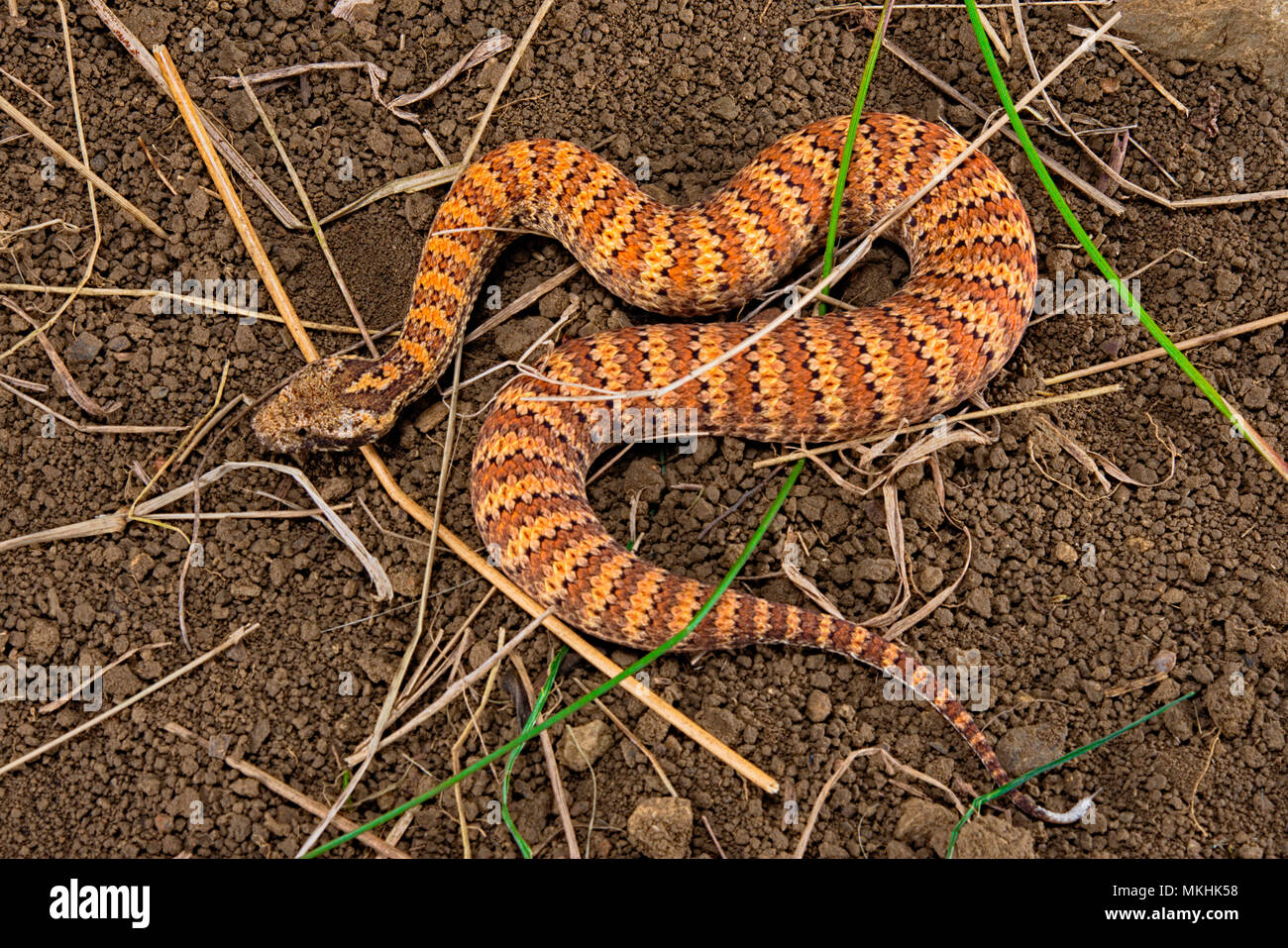 Death adder australia Banque de photographies et d’images à haute ...