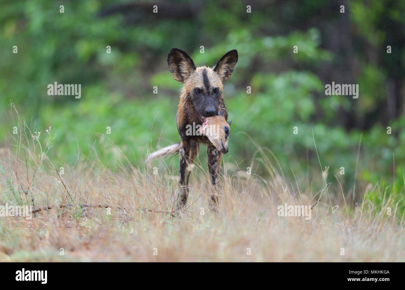 Chien Sauvage Dafrique Lycaon Pictus Sous La Pluie Avec