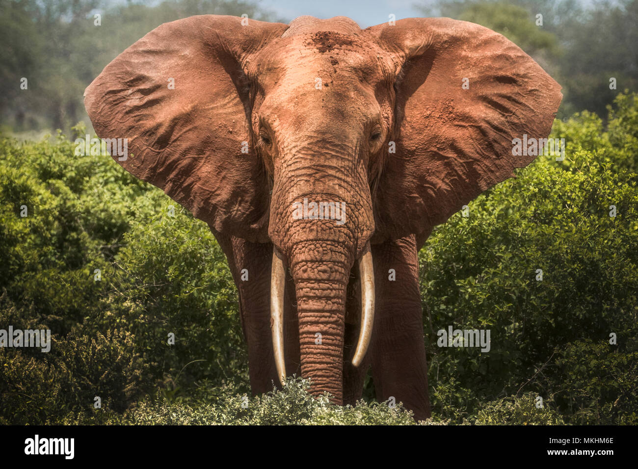 Red elephant (Loxodonta africana) manger dans la savane, le parc national de Tsavo, Kenya Banque D'Images