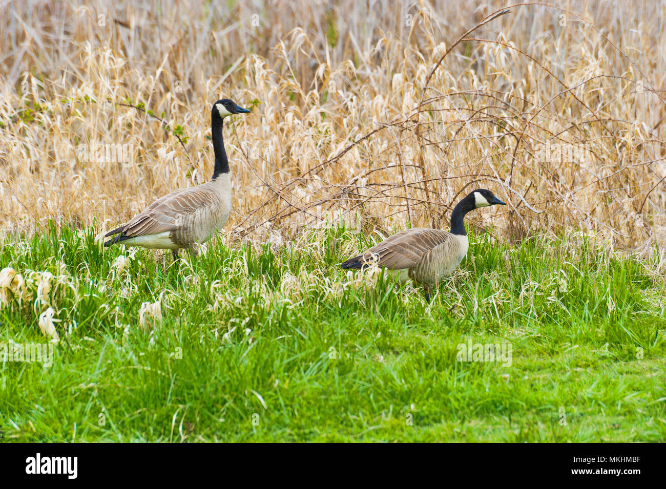 Une paire d'oies se promener dans l'herbe dans une zone refuge pour les zones humides. Banque D'Images