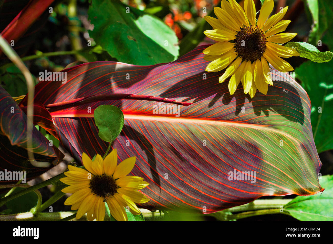 Tournesols contre une feuille de Canna lily dans un jardin du soleil Banque D'Images