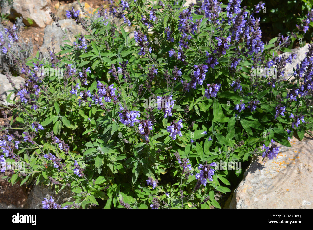 Salvia officinalis est une plante vivace, à feuilles persistantes, mémoires d'tiges ligneuses avec feuilles grisâtre, un oficialanis, Banque D'Images
