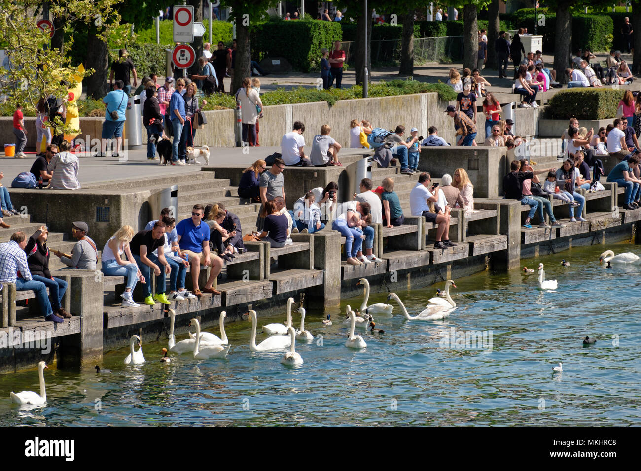 Les gens profiter du soleil et de nourrir les cygnes sur les rives du lac de Zürich, Suisse, Europe Banque D'Images