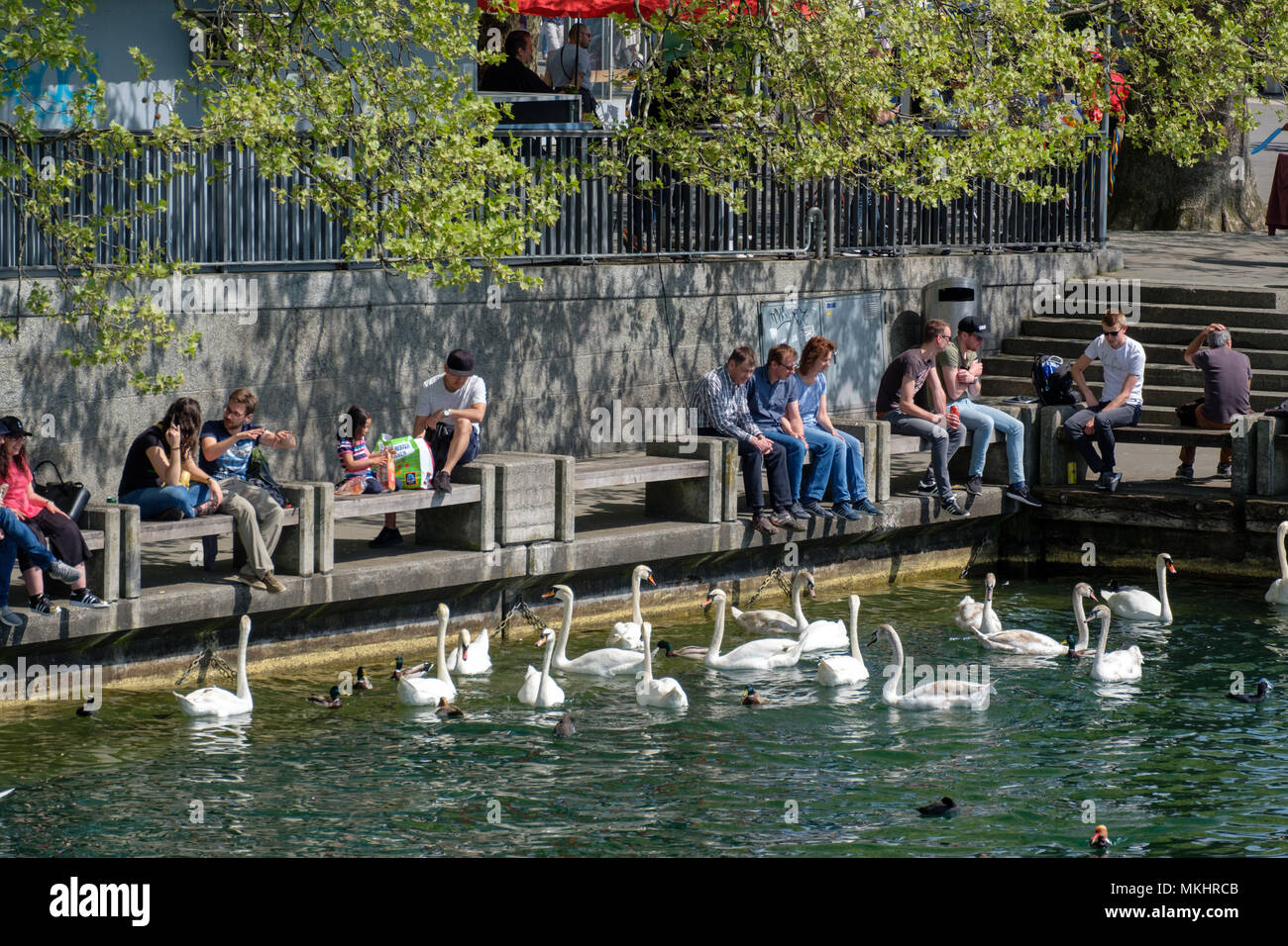 Les gens profiter du soleil et de nourrir les cygnes sur les rives du lac de Zürich, Suisse, Europe Banque D'Images