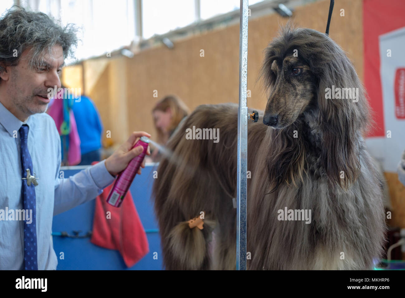 Toiletteuse de chiens en prenant soin de la manteau de fourrure d'un Lévrier Afghan Banque D'Images