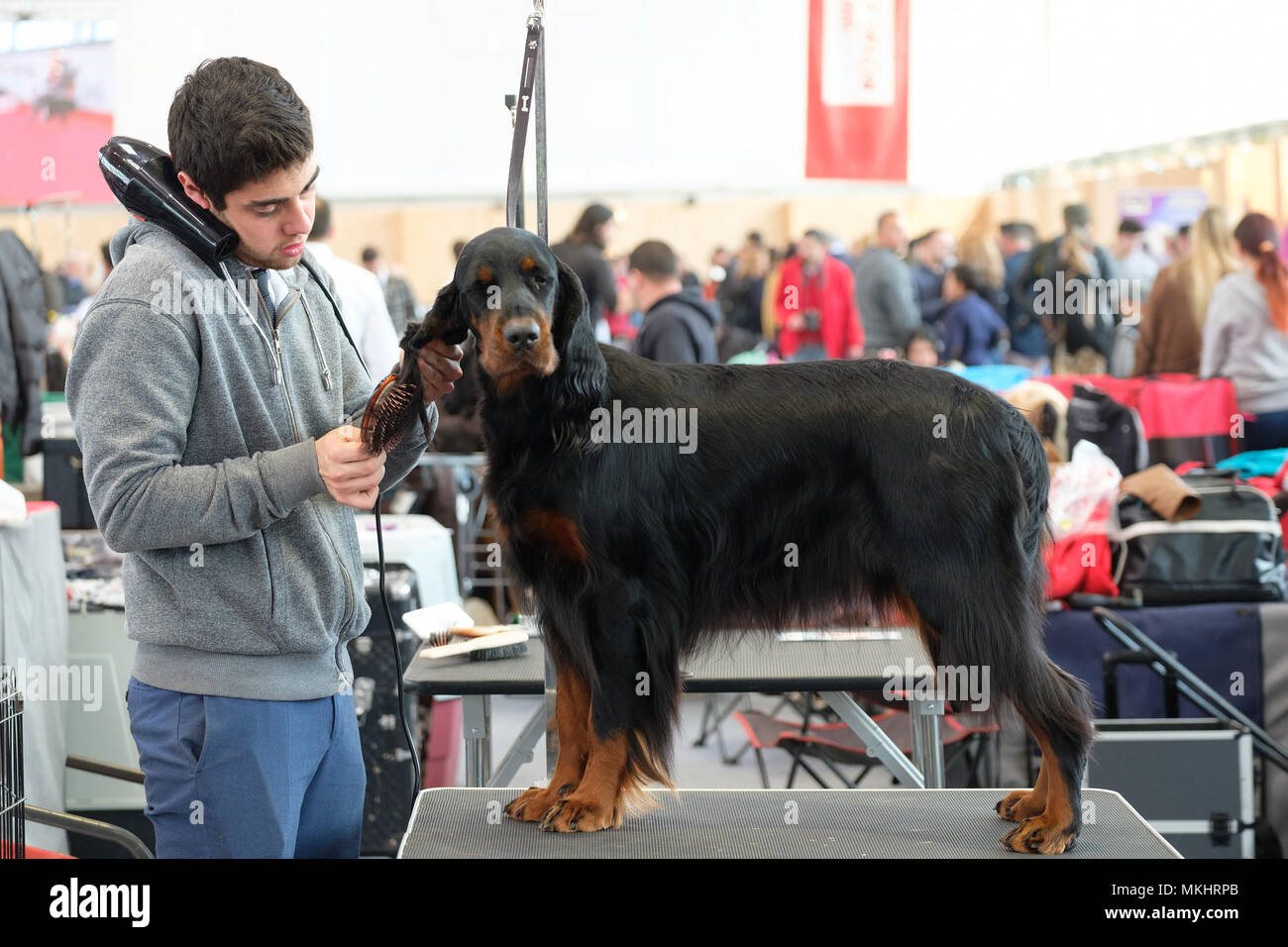 Toiletteur de chien le brossage des manteau de fourrure d'un setter Gordon Banque D'Images