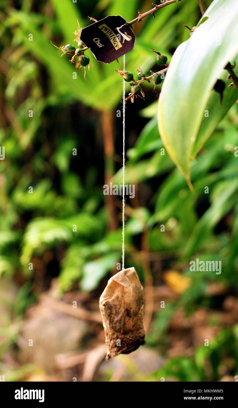 Sachet à thé Tree Banque D'Images