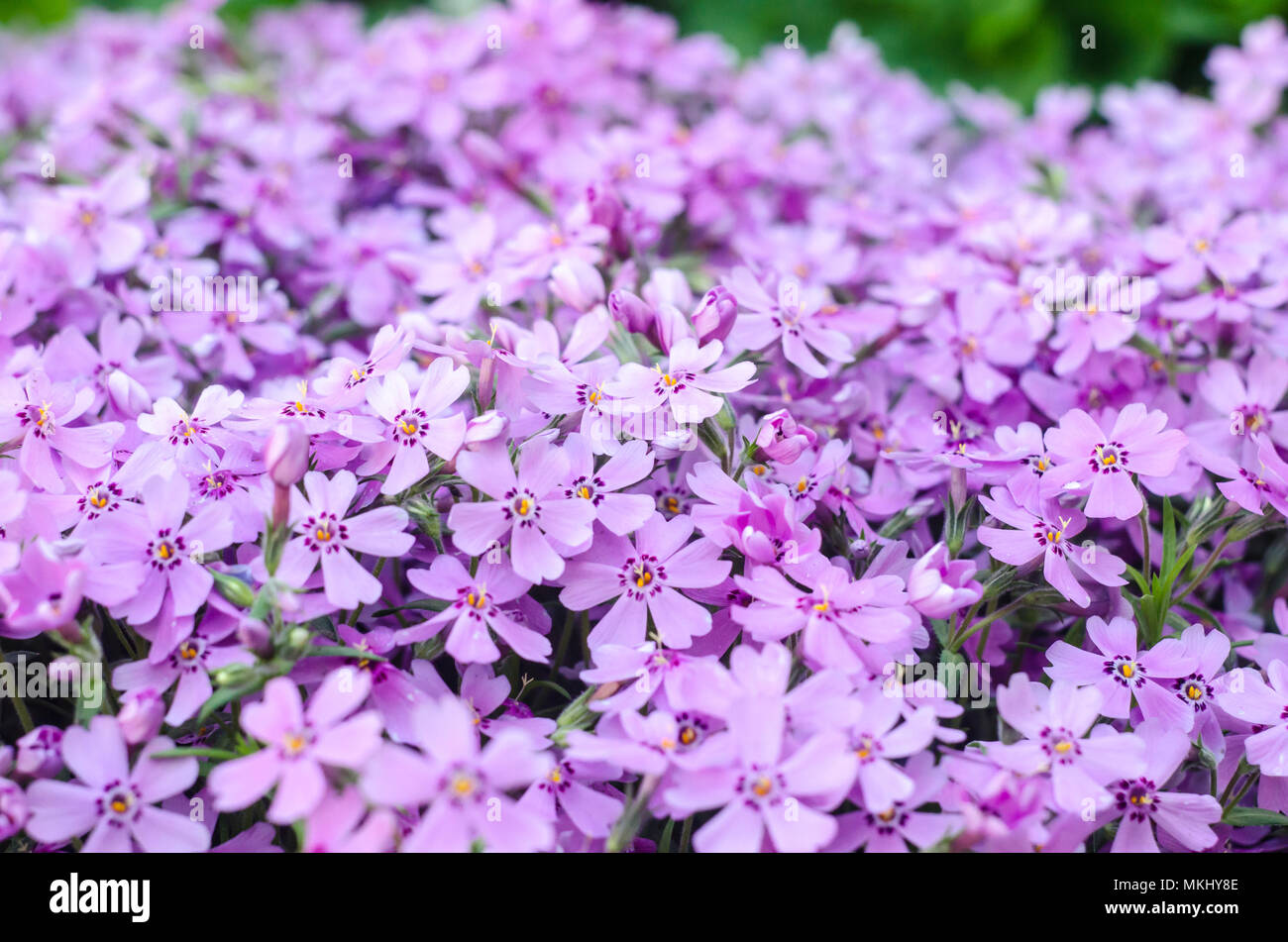 Phlox subulata creepeing pourpre des fleurs. Natural Background Banque D'Images
