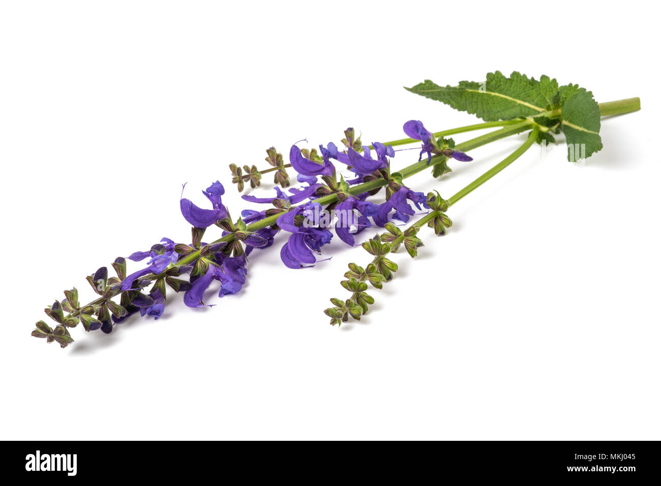 Meadow sauge (Salvia pratensis) isolated on white Banque D'Images