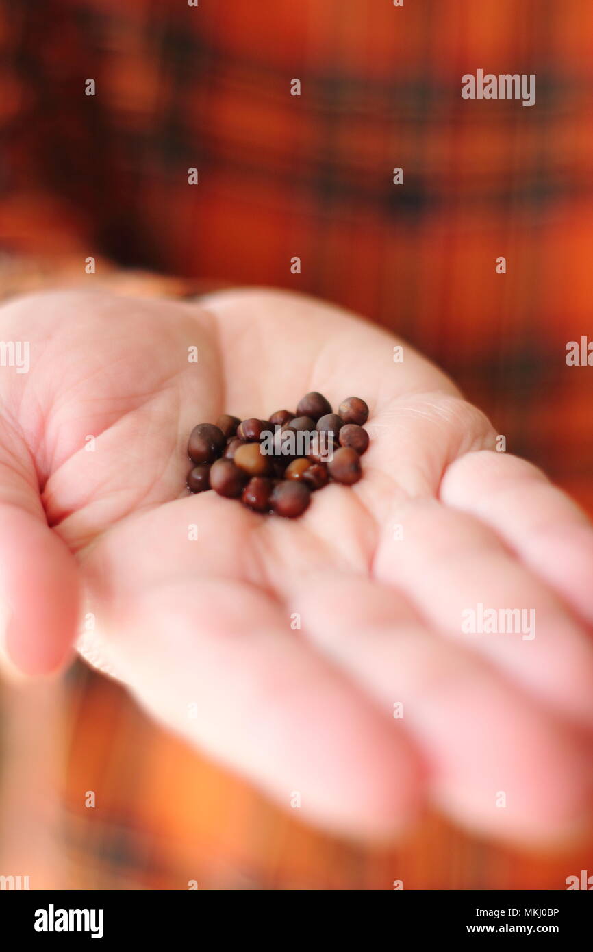 Lathyrus odoratus. Pois de semences qui ont été trempées dans l'eau pour favoriser la germination avant de semer, printemps, UK Banque D'Images