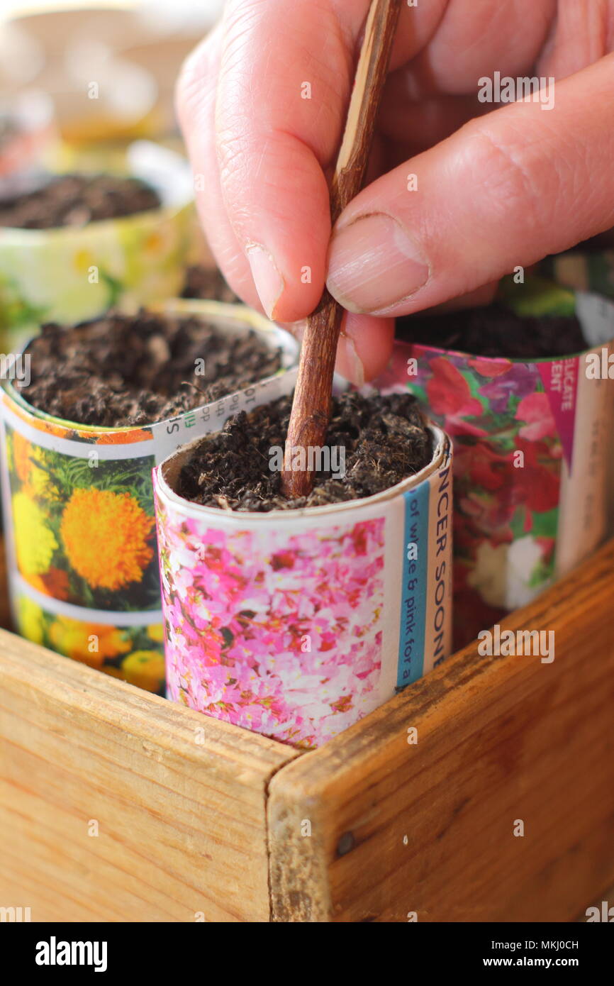 Faire de trou dans le terreau de semer des graines dans des pots en papier recyclé comme alternative à l'utilisation de plastique dans le jardinage, UK Banque D'Images