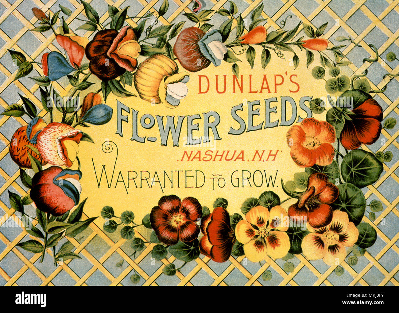Dunlap's Flower Seeds Banque D'Images