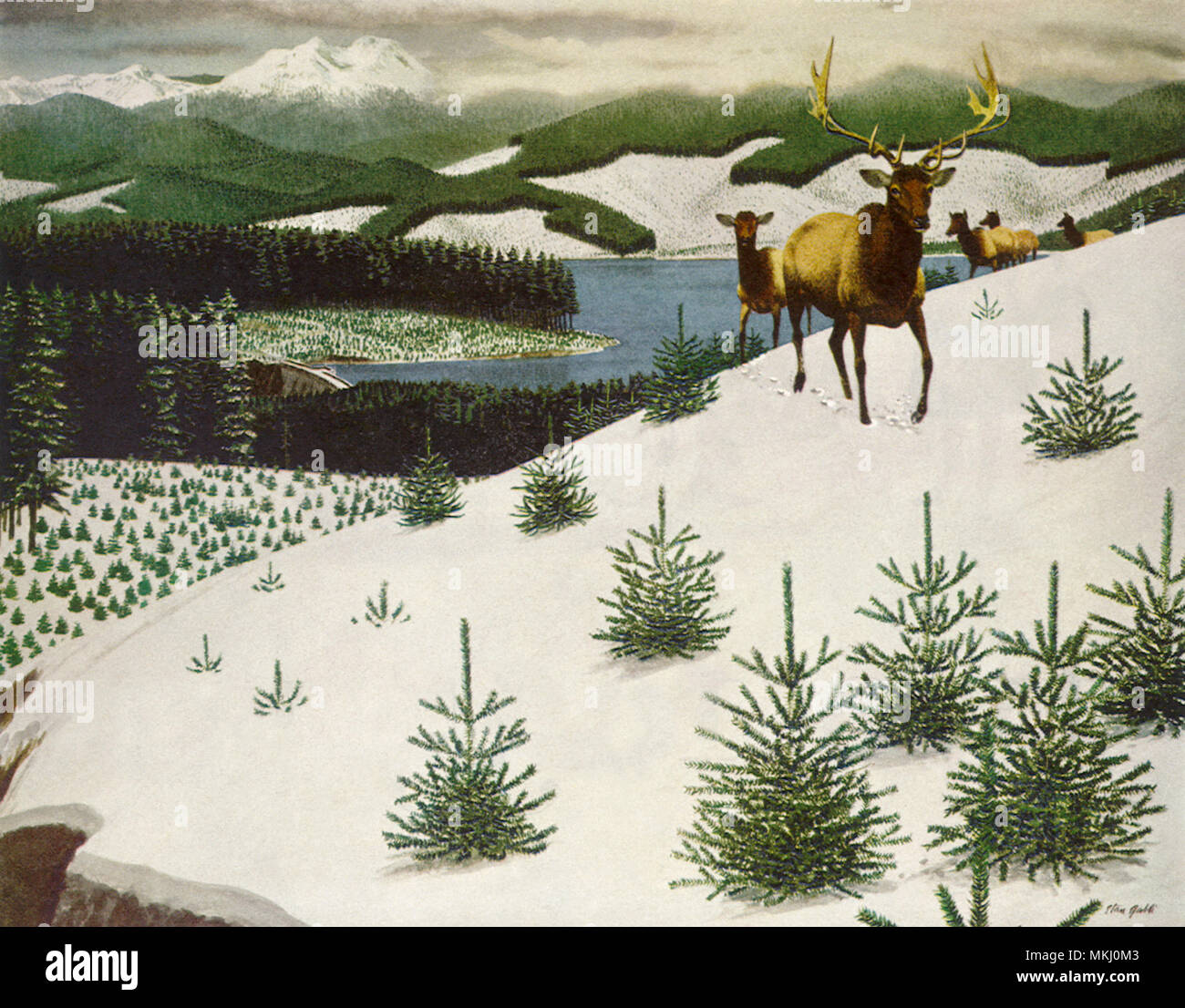Deer in Snow Mountain Banque D'Images