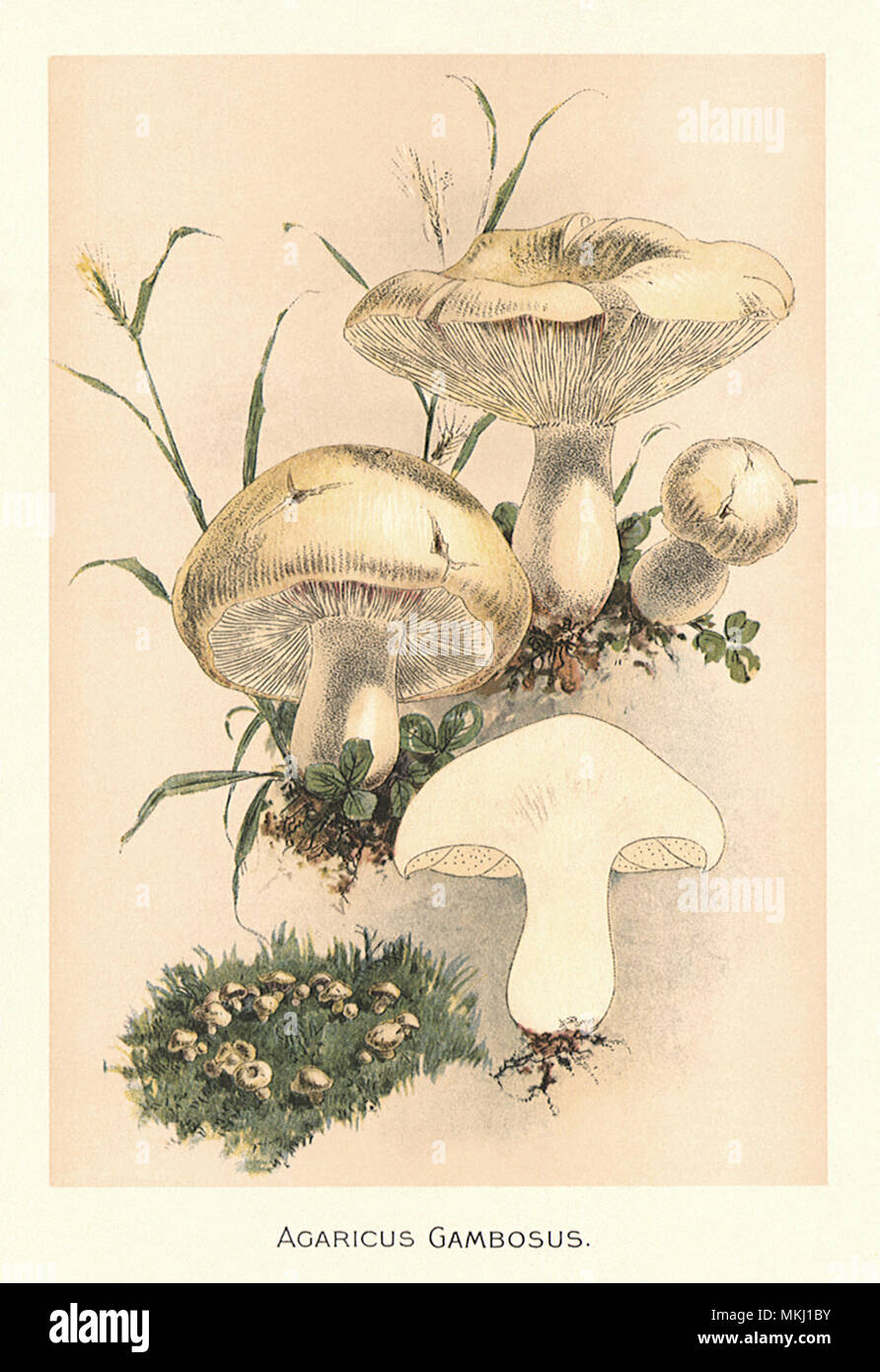 Quatre champignons Banque D'Images