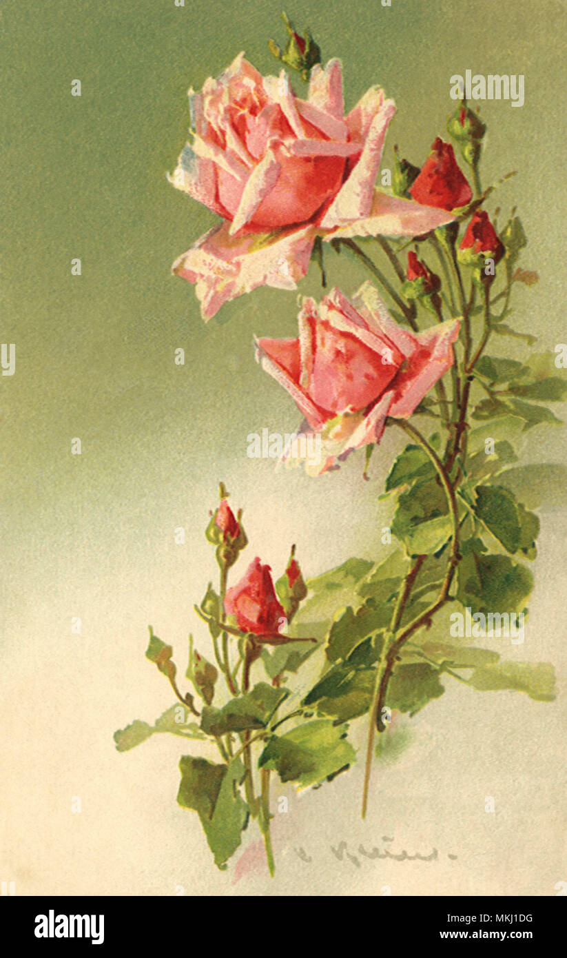 Tiges de roses roses Banque D'Images