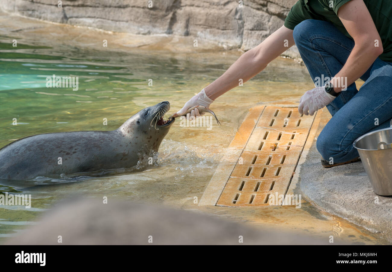 La gardienne est l'alimentation de la joint avec le poisson, 'Lecornelle' zoo à jour ensoleillé. Banque D'Images