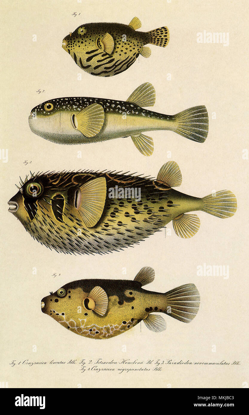 Pompes, Poisson porc-épic Banque D'Images