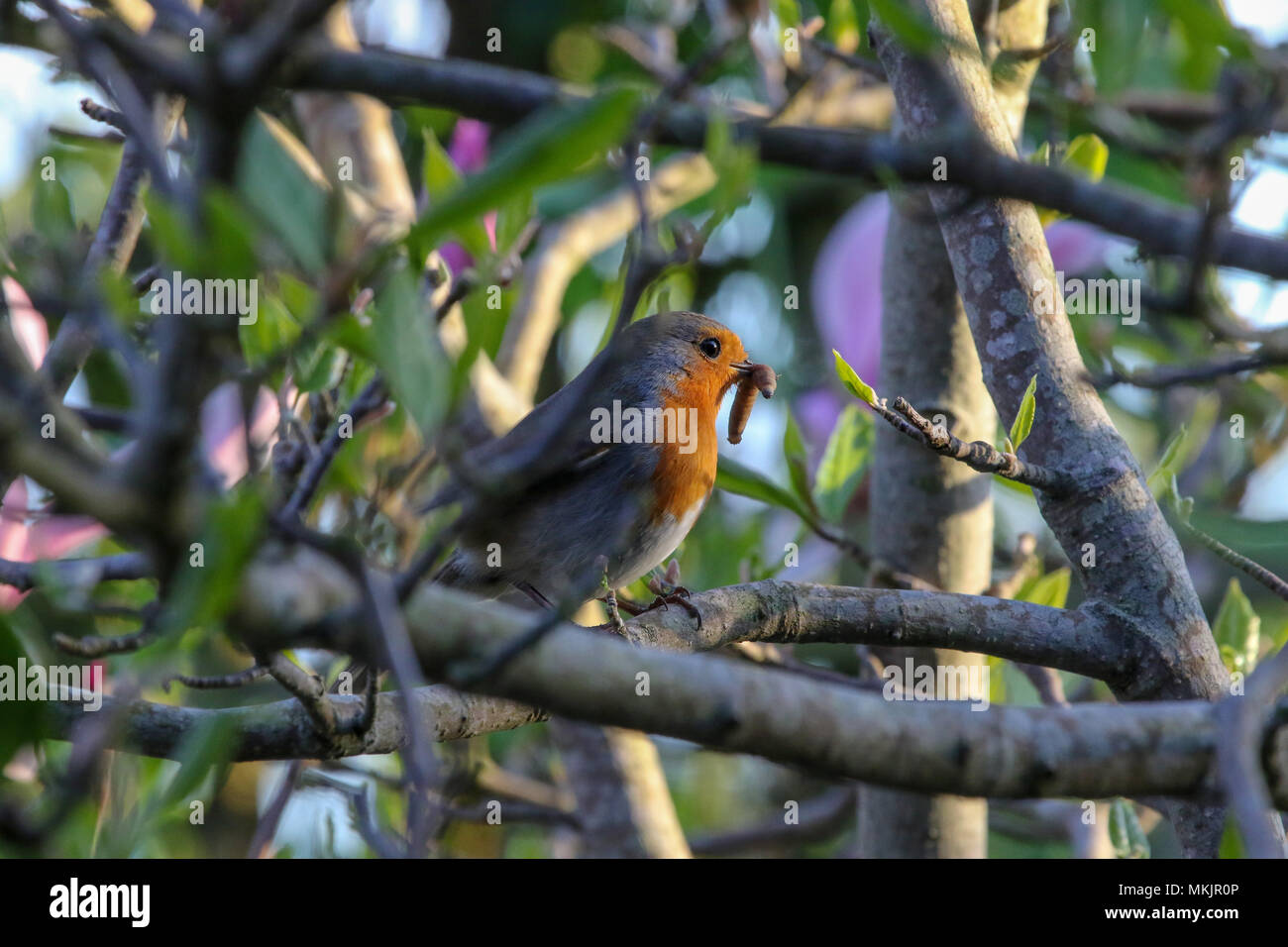Lurgan, Irlande du Nord, Royaume-Uni. 08 mai 2018, après une matinée humide la journée s'est terminée avec un ciel clair et du soleil. Le travail se poursuit bien que pour ce robin avec un grub dans son bec qu'il fournit de la nourriture pour ses poussins dans le nid. Crédit : David Hunter/Alamy Live News. Banque D'Images
