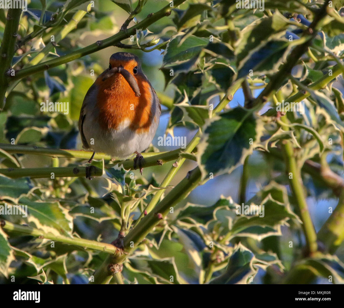 Lurgan, Irlande du Nord, Royaume-Uni. 08 mai 2018, après une matinée humide la journée s'est terminée avec un ciel clair et du soleil. Le travail se poursuit bien que pour ce robin avec un grub dans son bec qu'il fournit de la nourriture pour ses poussins dans le nid. Crédit : David Hunter/Alamy Live News. Banque D'Images
