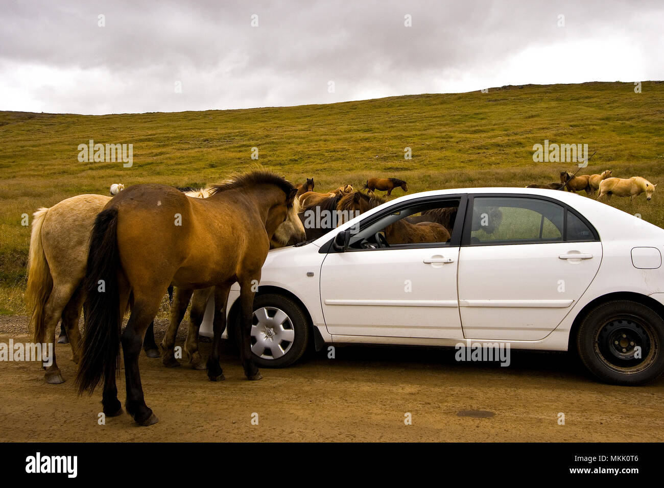 L'attaque contre voiture. L'Islande Banque D'Images