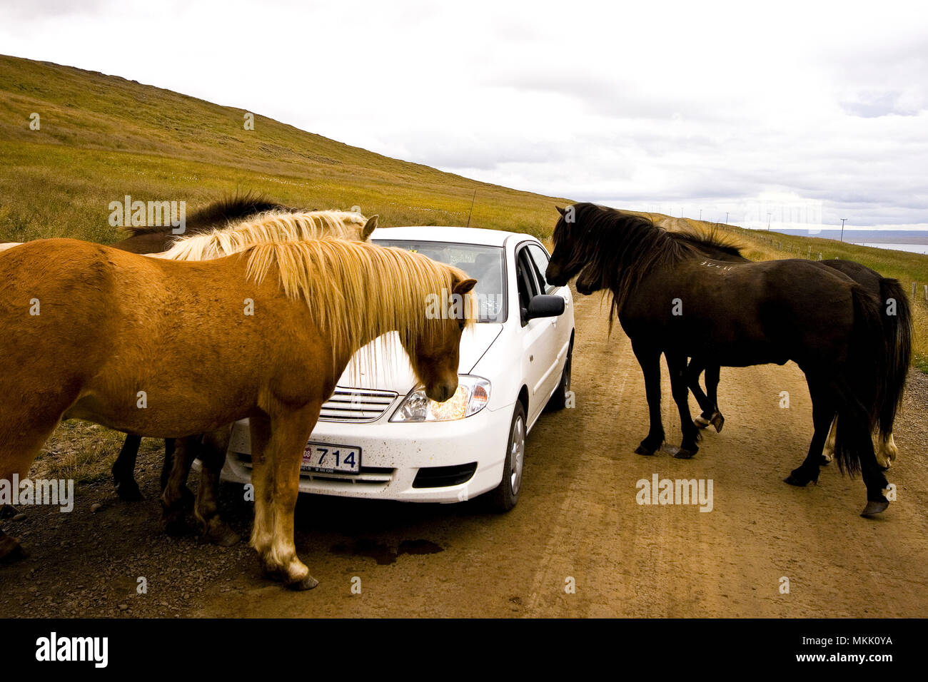 Attaque chevaux voiture. L'Islande Banque D'Images