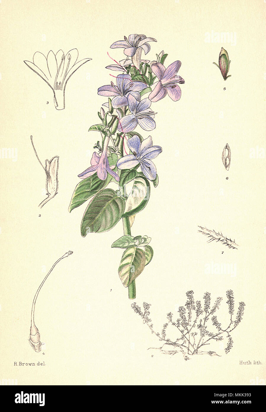 Fleurs violettes Banque D'Images
