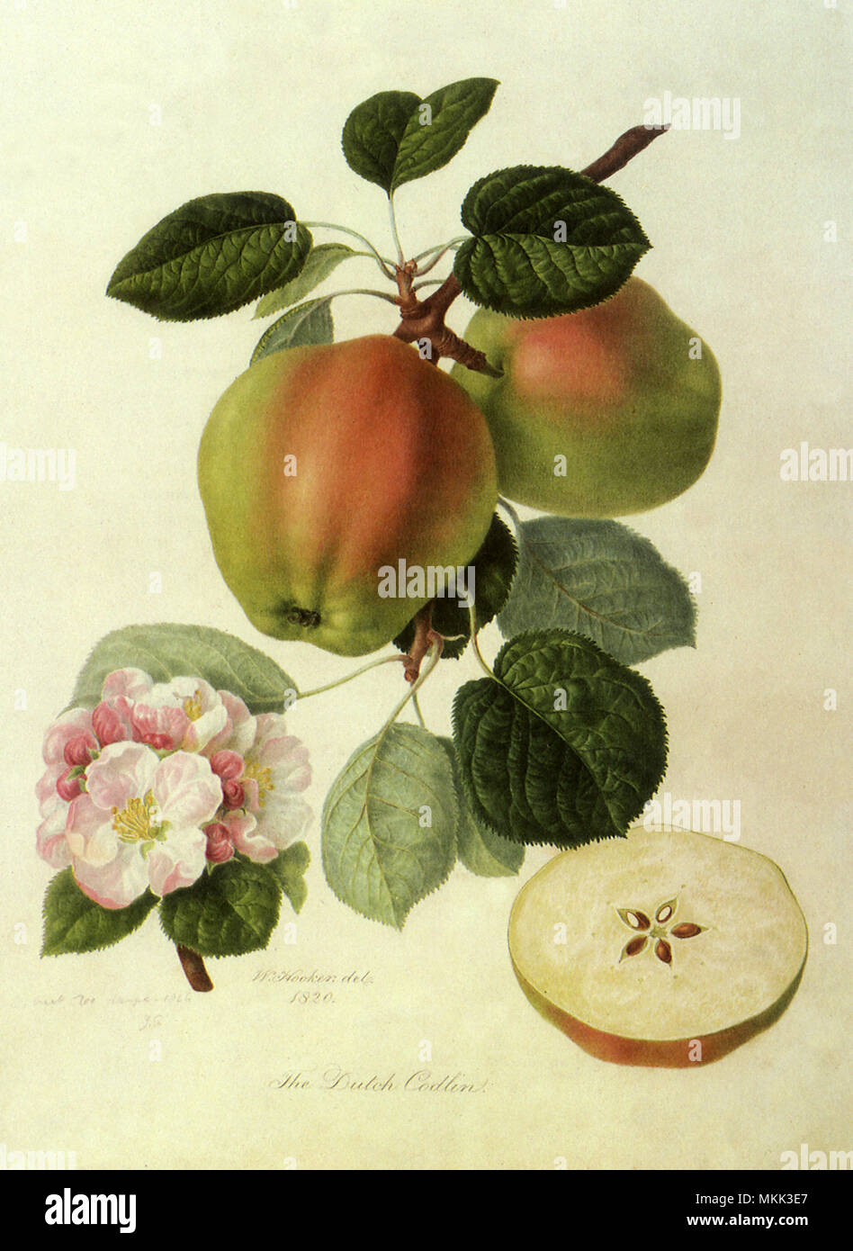 Pommes Codlin hollandais Banque D'Images