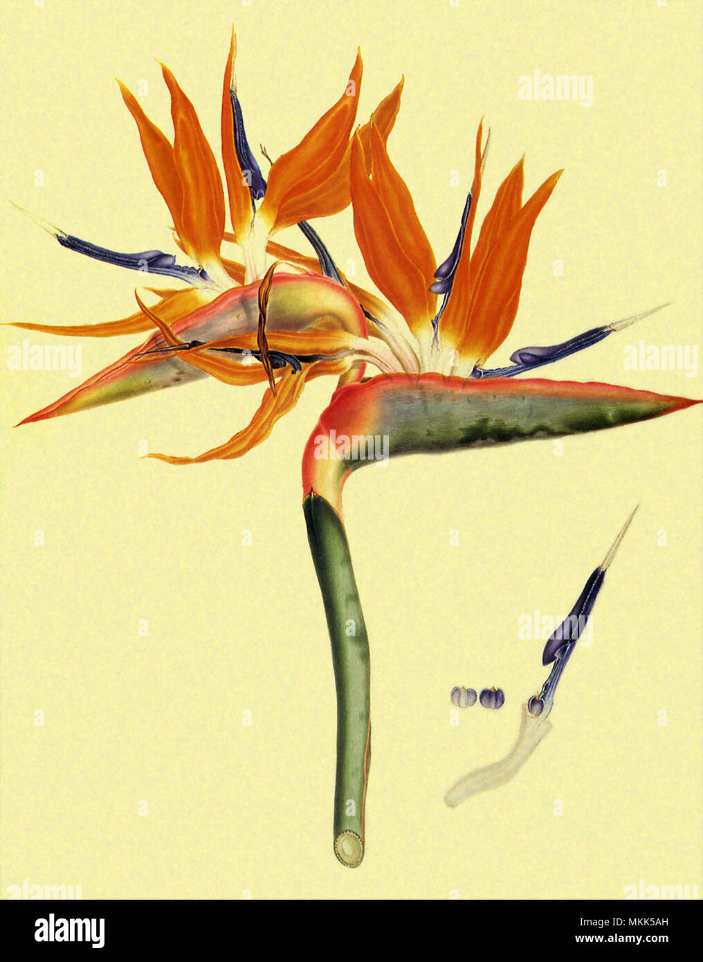 Bird of Paradise Flower Banque D'Images