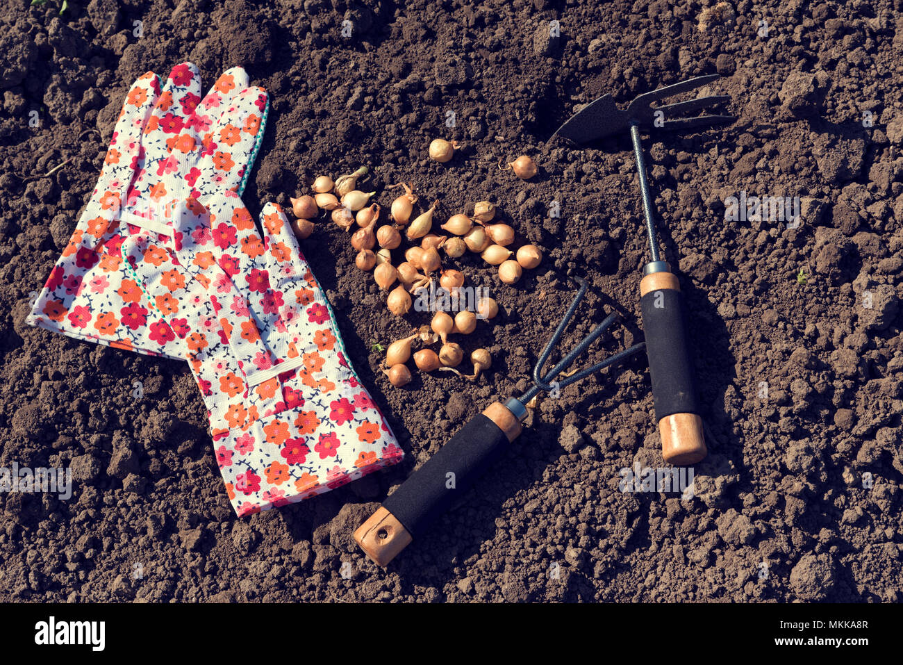 Paire de gants de jardinage et des outils et de l'oignon définit sur le terrain Banque D'Images
