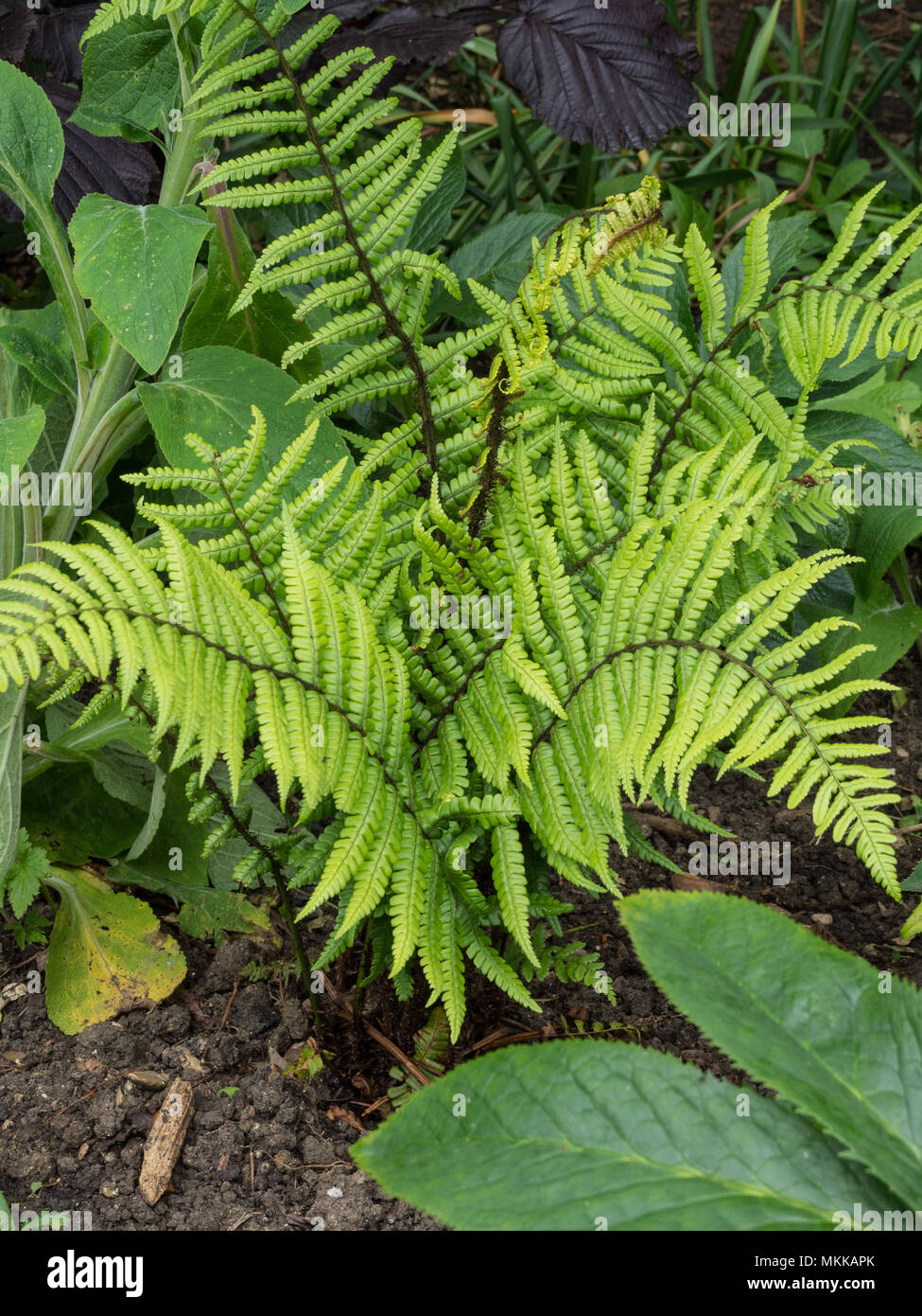 Le nouveau feuillage de printemps sur la fougère Dryopteris wallichiana Banque D'Images