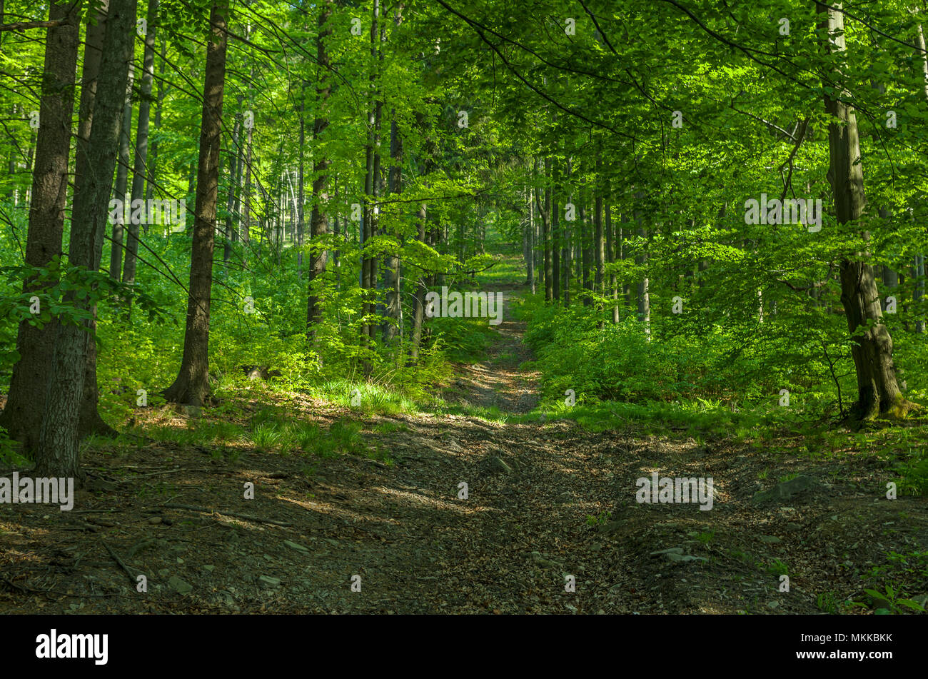 Chemin d'accès jusqu'au printemps dans la forêt verte apaisant sur le terrain public Wielka Czantoria (grandes) en pente, d'Ustron Beskides de Silésie, Pologne. Banque D'Images