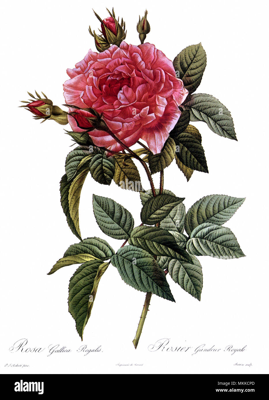Altesse Royale Rose de Provins Banque D'Images