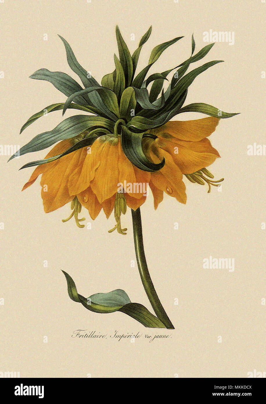 Couronne impériale Banque D'Images