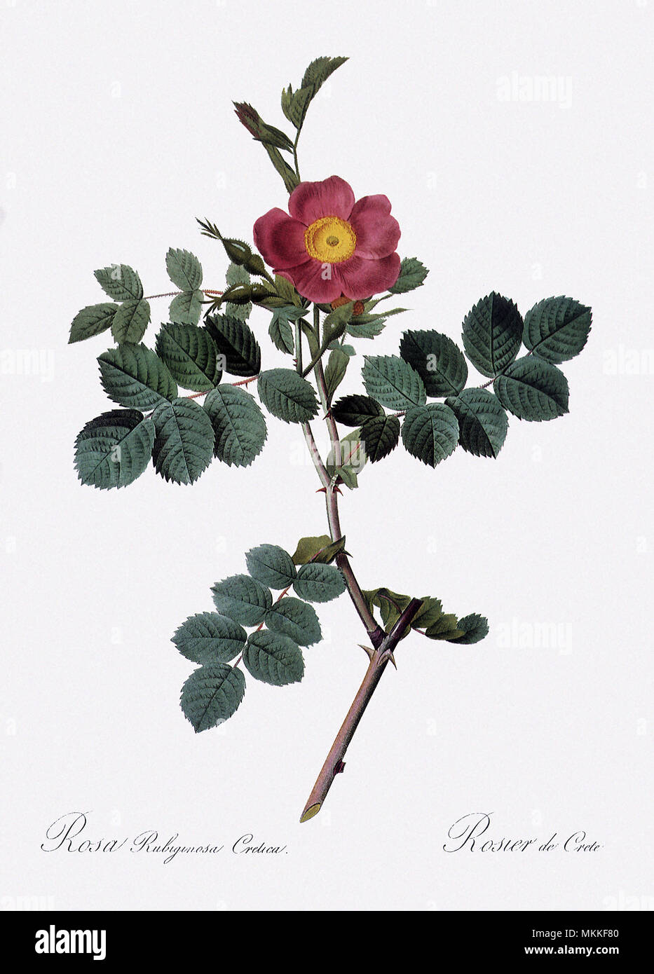 Rose Rosa Rubiginosa crétois, Cretica Banque D'Images