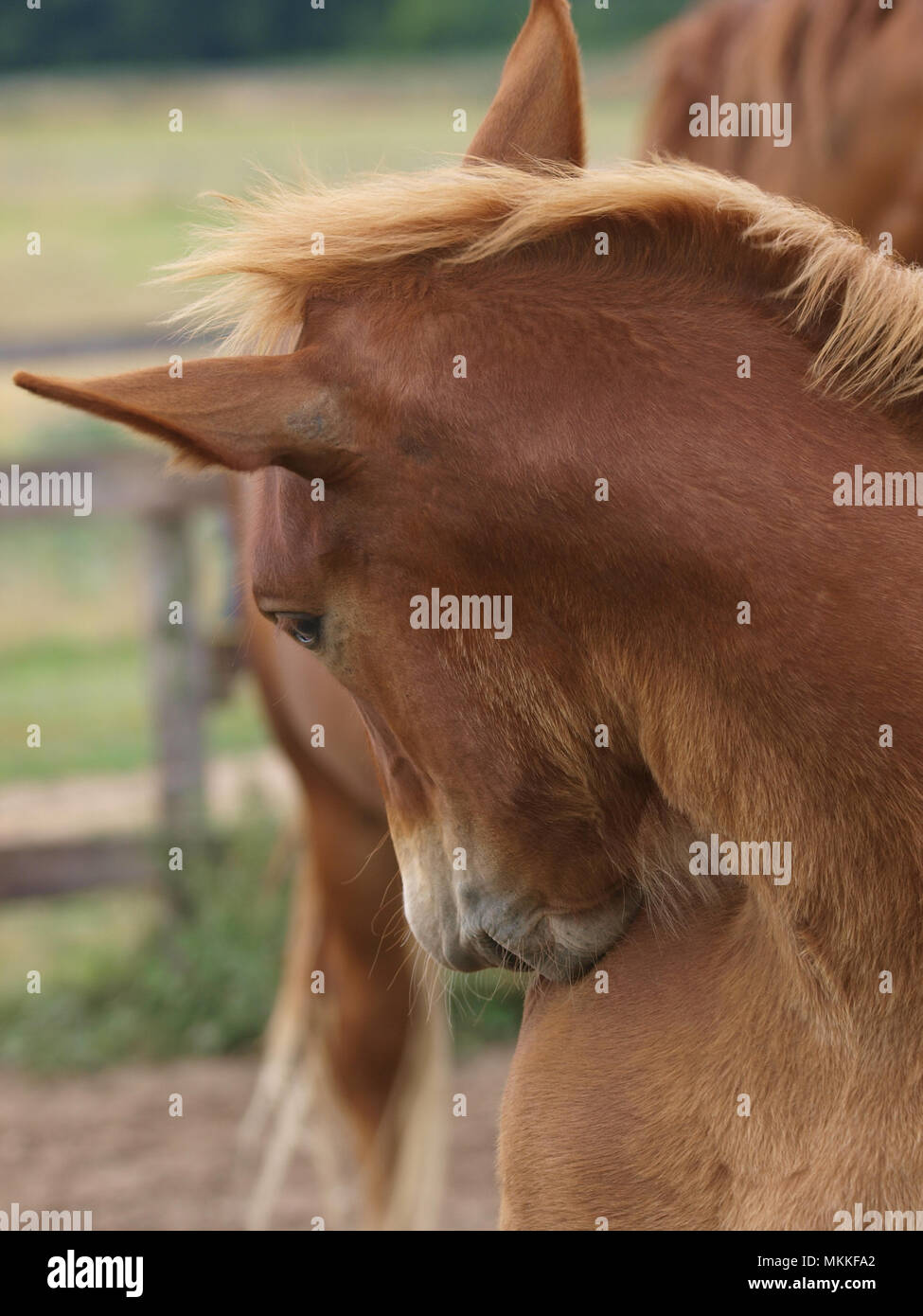 Un Suffolk Punch poulain se retourne à zéro lui-même. Banque D'Images