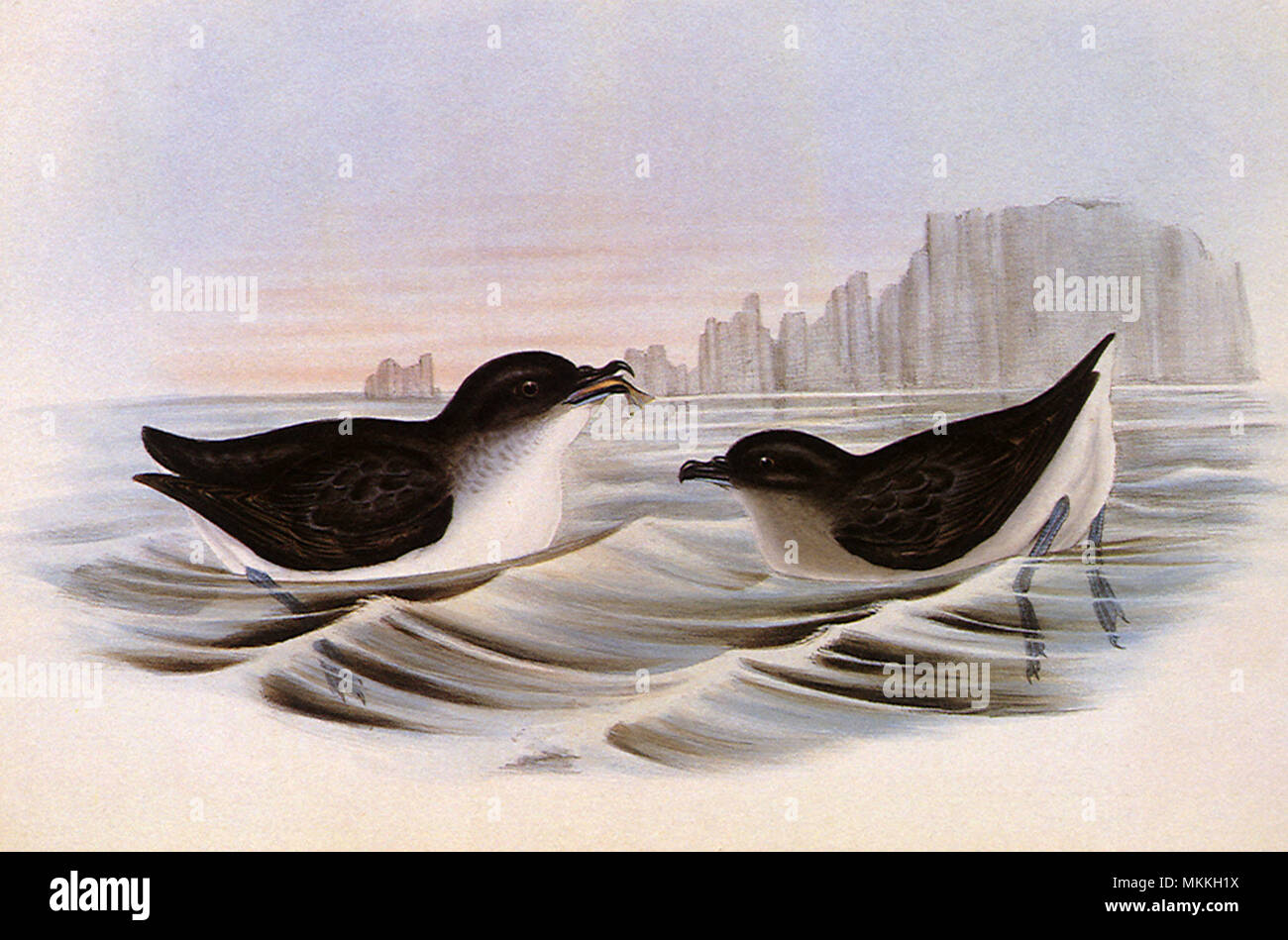 Diving petrel Banque de photographies et d’images à haute résolution ...