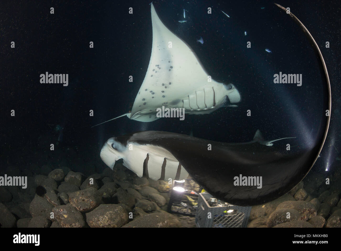 Reef manta, Manta alfredi, nourrir plus de paniers de les lumières utilisées pour attirer le plancton au large de la côte de Kona de Big Island, Hawaii. Banque D'Images