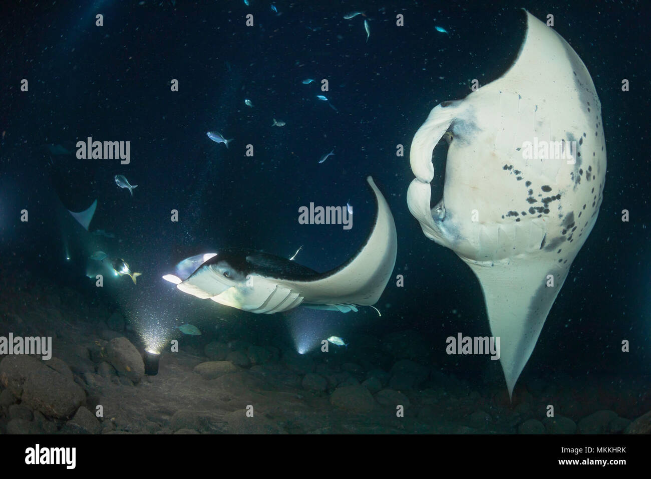 Reef manta, Manta alfredi, nourrir plus de paniers de les lumières utilisées pour attirer le plancton au large de la côte de Kona de Big Island, Hawaii. Banque D'Images