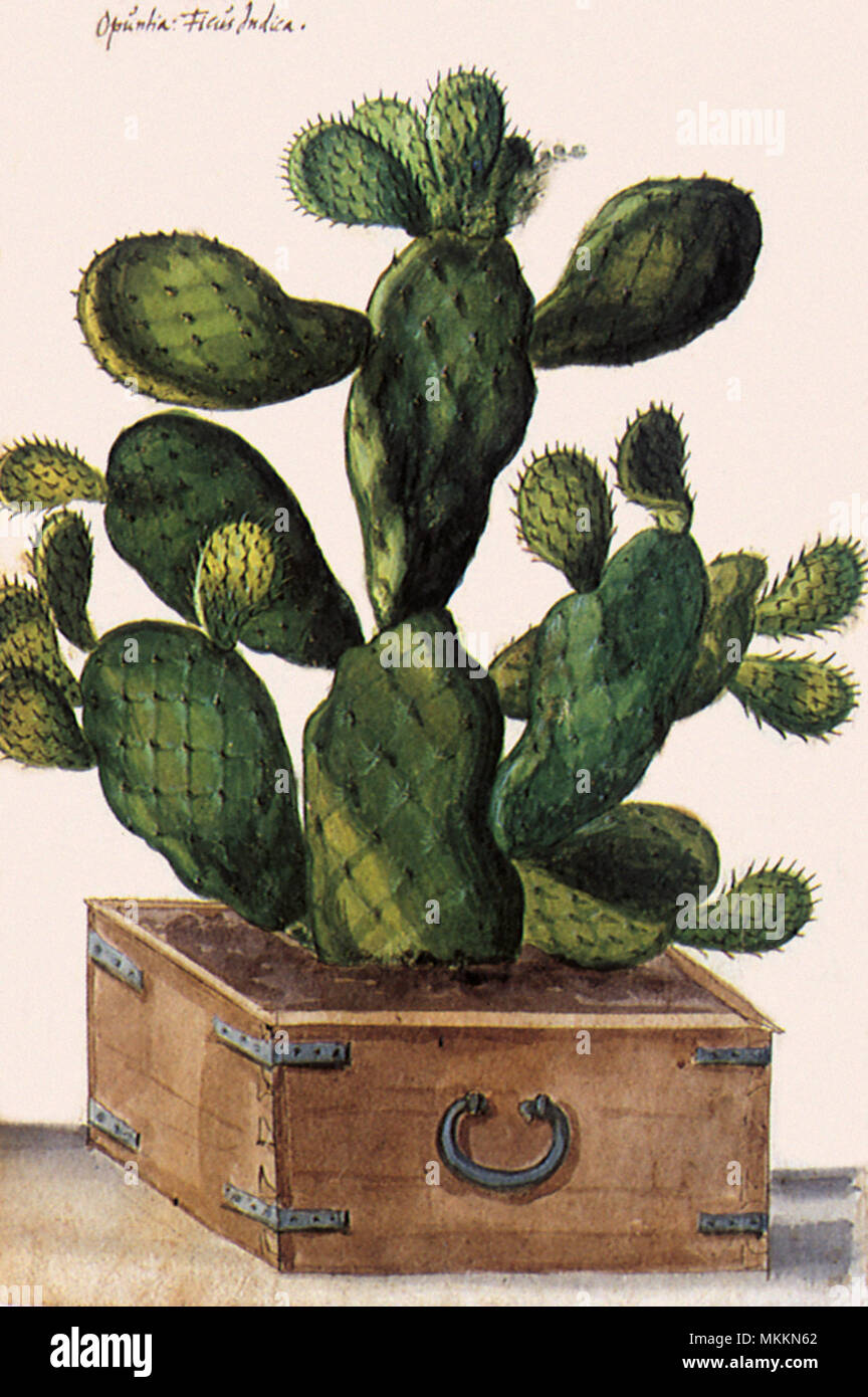 Cactus dans une boîte Banque D'Images